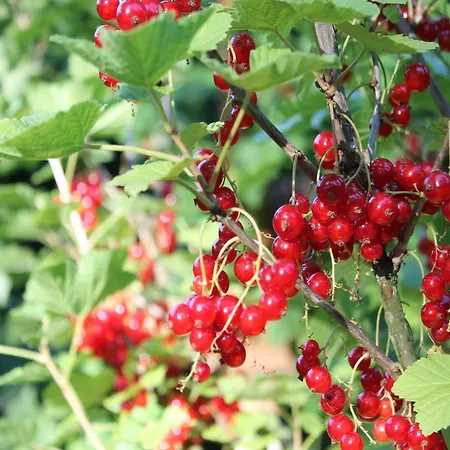 In In Meeresn He * Pepelow