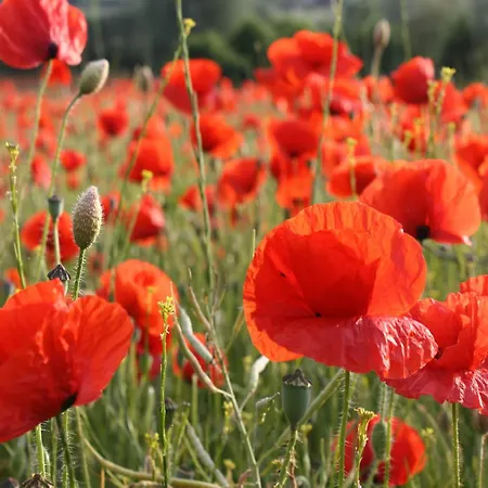 아파트 In In Meeresn He Pepelow